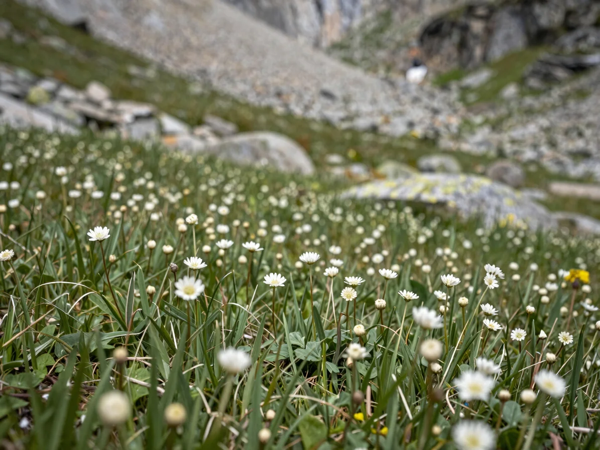 Close detail of low alpine meadow flowers and grasses on a mountain slope, shallow depth of field, natural soft daylight